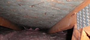 Crawlspace With Mold Growth
